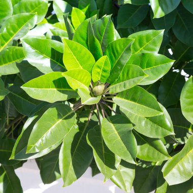 Sonbahar sezonu yeşil bitki dalları. Türkiye'de Kasım