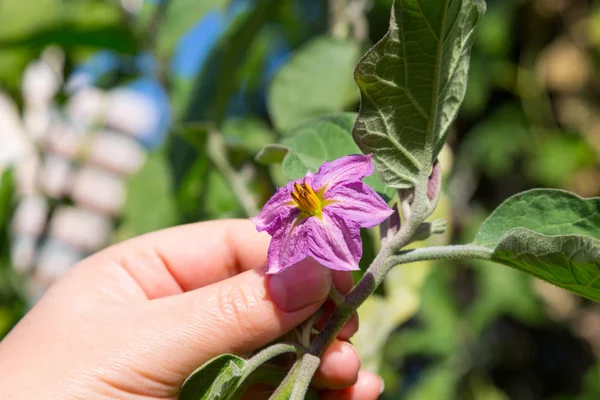 Γυναίκα του χέρι κρατά ένα φυτό στον κήπο. Επιλεκτική εστίαση. Μέλη — Φωτογραφία Αρχείου