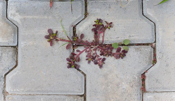 Kaldırımda kiremit ile bitki Filiz — Stok fotoğraf