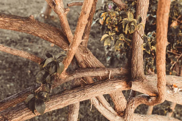 Extraño entrelazado de las ramas del árbol del sur. Seleccionar — Foto de Stock