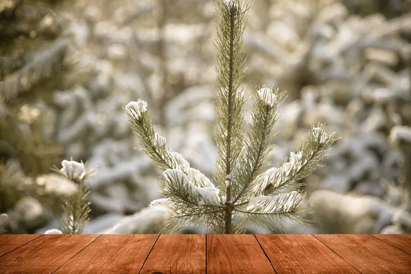 Köknar ağacı dalları karlı ormanın içinde. Yeni yıl ve Noel th — Stok fotoğraf