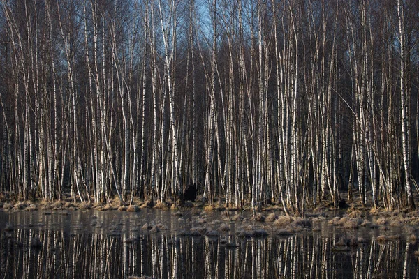 Schöne Aussicht im Wald — Stockfoto