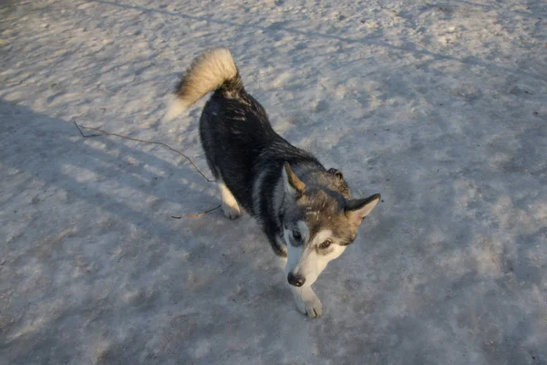 冬のトレーニングにアラスカン ・ マラミュートの子犬 — ストック写真
