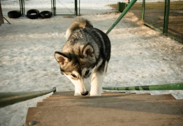 Cachorro de alaskan malamute en un campo de entrenamiento en invierno. Tonificado —  Fotos de Stock