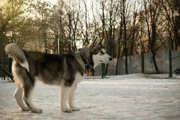 Cachorro de alaskan malamute en un campo de entrenamiento en invierno. Tonificado —  Fotos de Stock