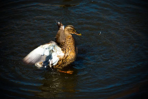 Oiseaux à la surface du lac. tonique — Photo