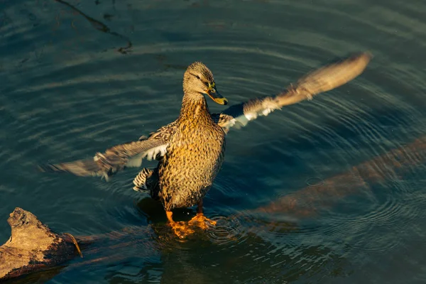 Vögel auf der Wasseroberfläche des Sees. gemildert — Stockfoto