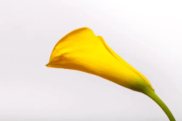 Flor lirio de cala sobre un fondo claro — Foto de Stock