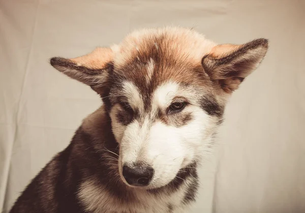 Filhote de alasca malamute em um estúdio. Tonificado — Fotografia de Stock