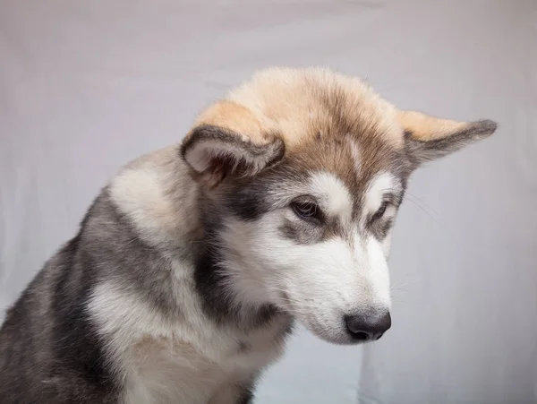 Puppy of alaskan malamute in a studio
