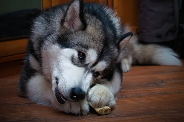 Młody alaskan malamute zjada kości na podłodze. Selektywny fokus. Do — Zdjęcie stockowe