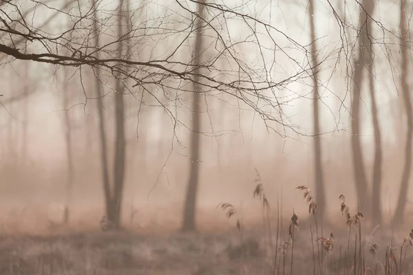 森の中の美しい景色 — ストック写真