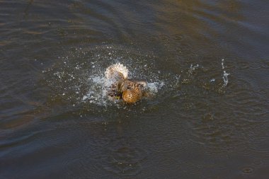 Kuşlar gölün su yüzeyinde