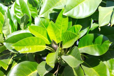 Sonbahar sezonu yeşil bitki dalları. Türkiye'de Kasım