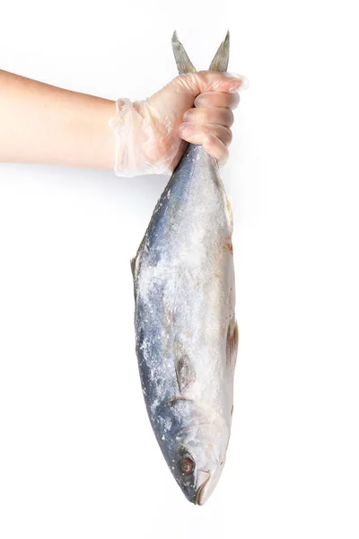 Chefs hand holds frozen fish on a white background — Stock Photo, Image