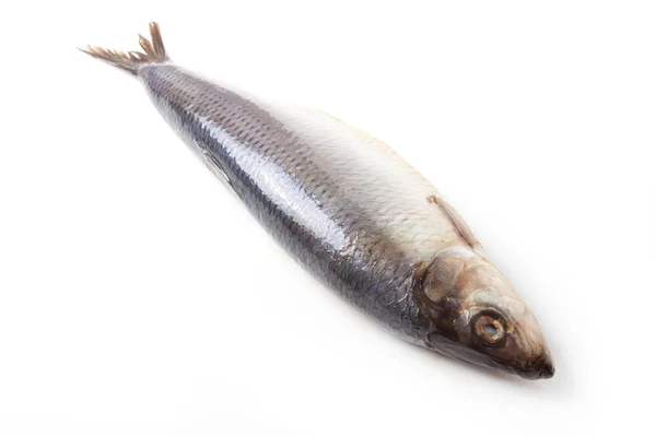 白い背景にニシン魚 — ストック写真