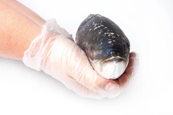 シェフの手が白い背景に冷凍魚を保持します。 — ストック写真