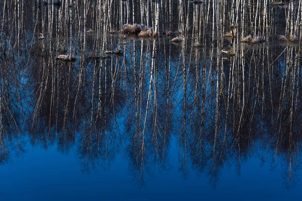 Schöne Aussicht im Wald — Stockfoto