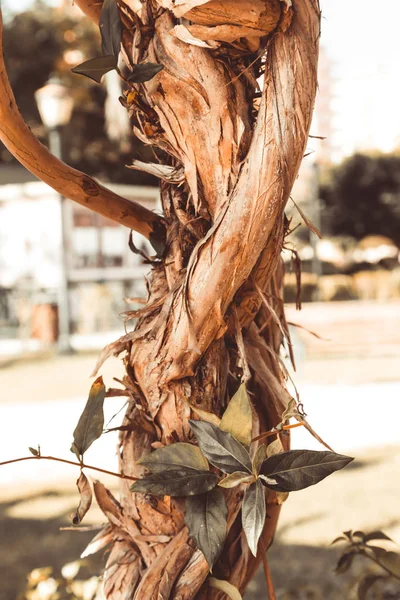 Extraño entrelazado de las ramas del árbol del sur. Seleccionar — Foto de Stock