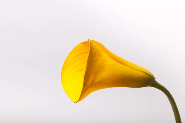 Flor lirio de cala sobre un fondo claro — Foto de Stock