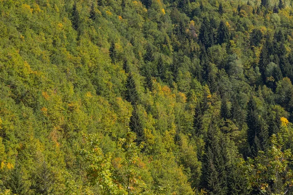 Bosque colorido en un hermoso paisaje otoñal en Svaneti. Geor. — Foto de Stock