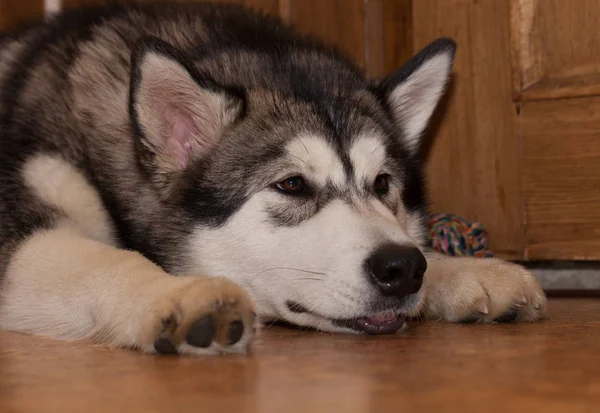 Jeune malamute de l'Alaska joue au ballon sur un sol. Concentration sélective — Photo