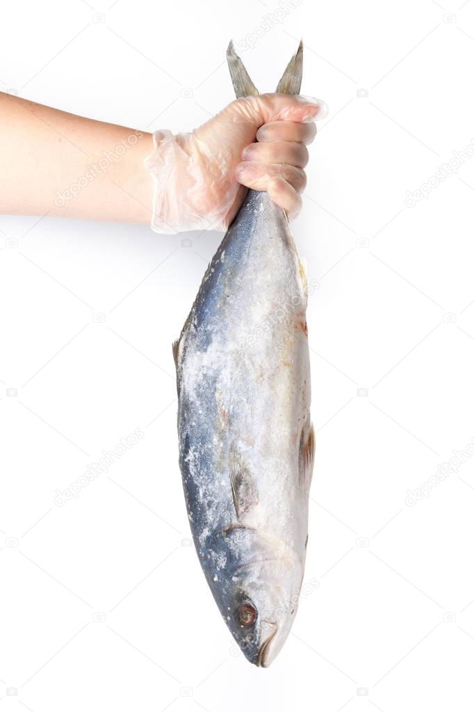 Chefs hand holds frozen fish on a white background