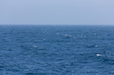 Kuşlar sürüsü dalgalar deniz beyaz bir armalar üzerinde. Seçici odak