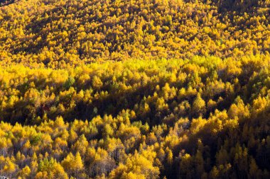 Svaneti güzel bir sonbahar manzara renkli ormanda. Geor