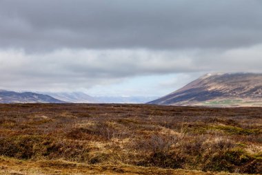 Sarı çimde taşlık kayalık çöl manzara İzlanda'daki