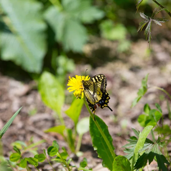 Vlinder op een weide van gele paardenbloemen. Selectieve aandacht. SHA — Stockfoto