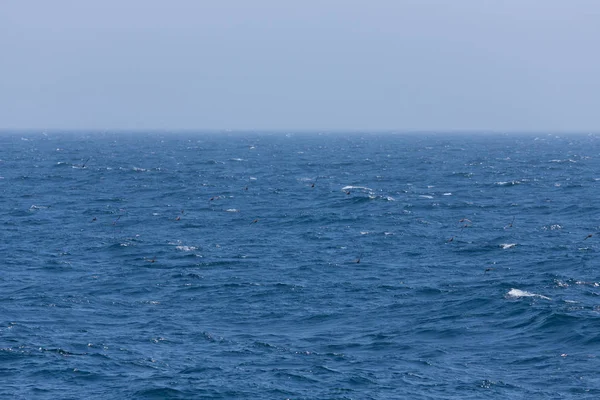 Stormo di uccelli su creste bianche di onde marine. Focus selettivo — Foto Stock