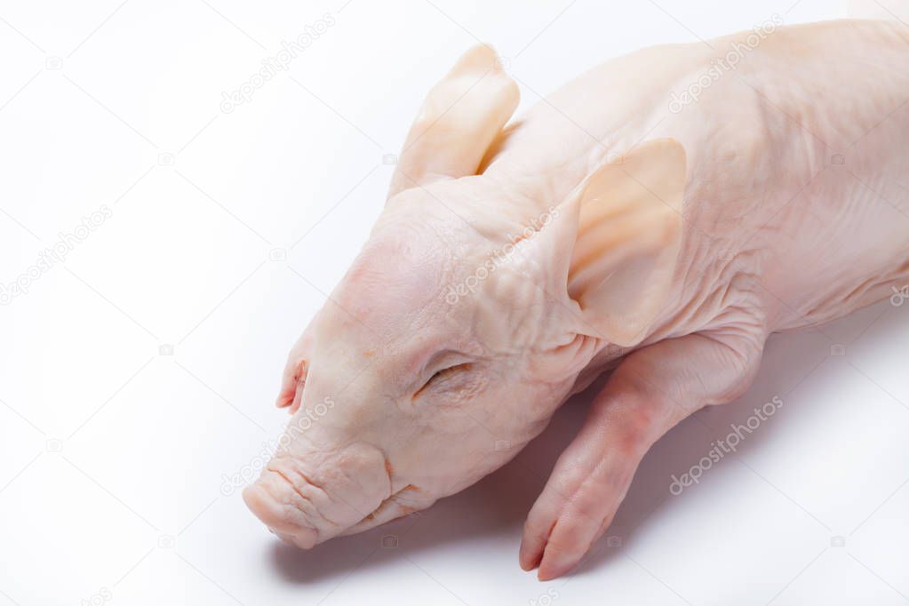 Raw suckling pig on a light background. Selective focus