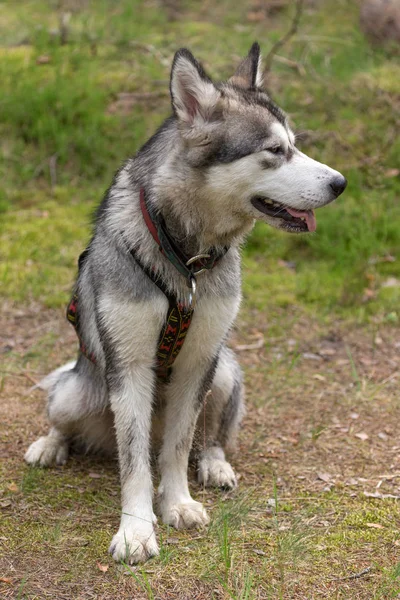 Koirarotu Alaskan malamute kävelyllä metsässä — kuvapankkivalokuva