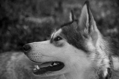 Köpek doğurmak alaskan malamute bir bahçe. Sığ derinlik-in tarla. 