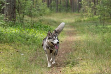 Bir ormanda yürüyüş üzerinde köpek doğurmak alaskan malamute