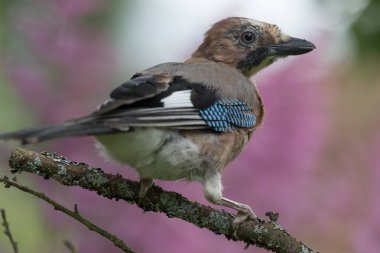 Bayağı alakarga (Garrulus glandarius) üzerinde bir fo ağacının dalını
