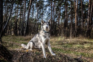 Köpek doğurmak bir ormanda yürüyüş husky. Seçici odak. Ton