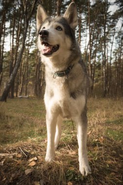 Köpek doğurmak bir ormanda yürüyüş husky. Seçici odak. Ton