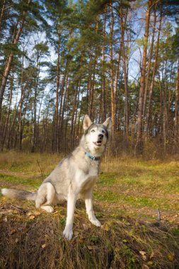 Köpek doğurmak bir ormanda yürüyüş husky. Seçici odak. Ton