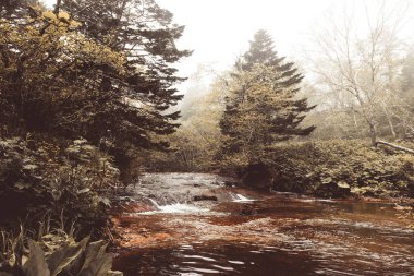 Fırtınalı su ormanın içinde bir nehir. Seçici odak. Tonda