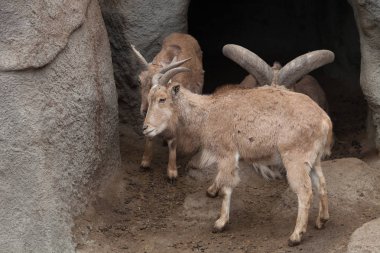 Bir hayvanat bahçesi büyük ram