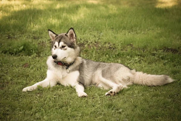 Hund rasen alaskan malamute i en trädgård. Kort skärpedjup. — Stockfoto