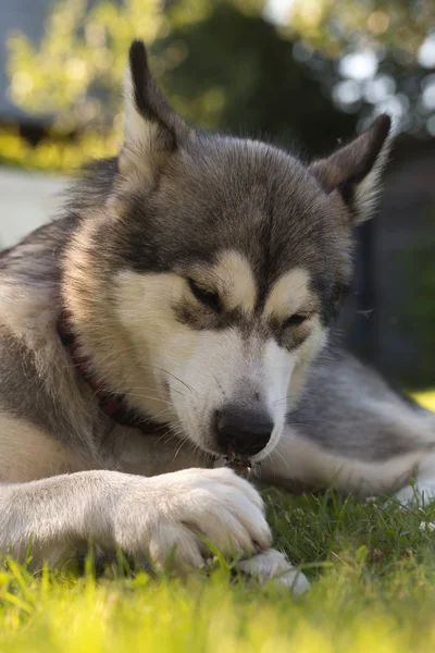 庭に犬品種アラスカンマラミュート。浅い被写し界深度. — ストック写真