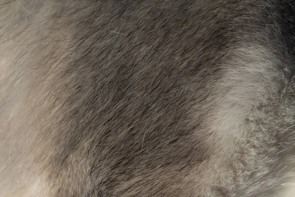 Fur of dog breed alaskan malamute for background — Stock Photo, Image