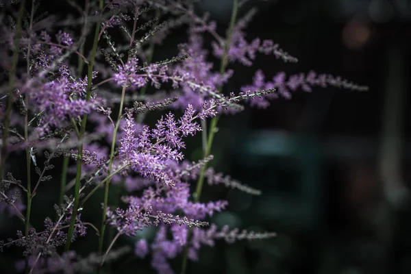 Маленькое фиолетовое растение в саду на размытом фоне. Шаллоу — стоковое фото