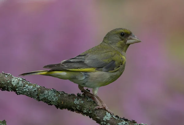 Greenfinch (Carduelis chloris) no ramo da árvore em uma floresta — Fotografia de Stock