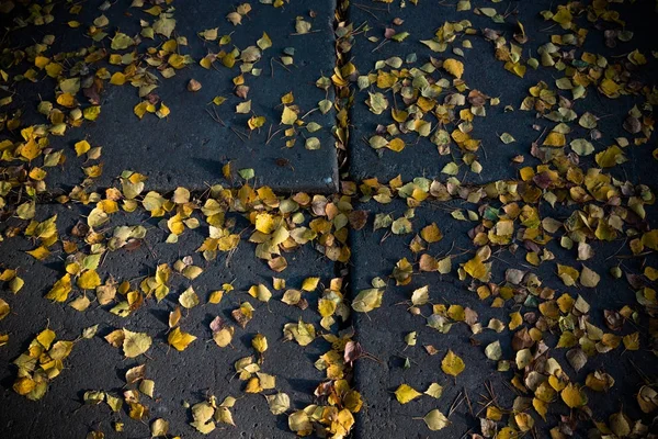 Yellow autumn leaves on a concrete path. Toned — Stock Photo, Image