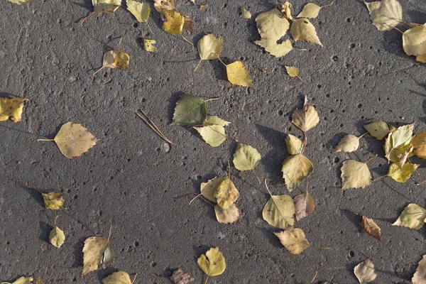 Yellow autumn leaves on a concrete path — Stock Photo, Image