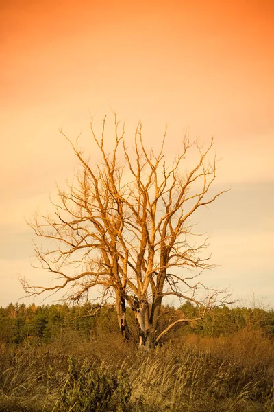 Tree without leaves on a autumn landscape. Toned — Stock Photo, Image